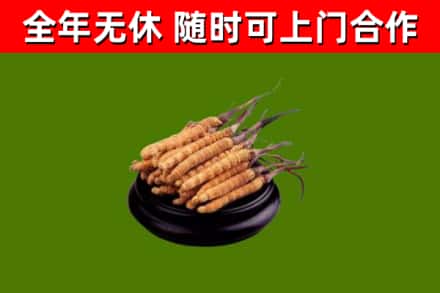 金牛烟酒回收冬虫夏草.jpg