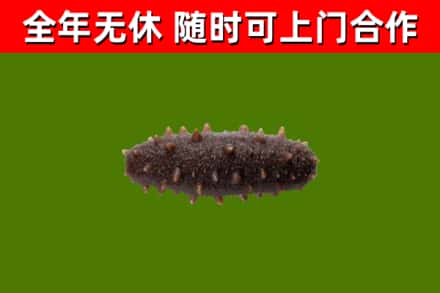 金牛烟酒回收干海参.jpg
